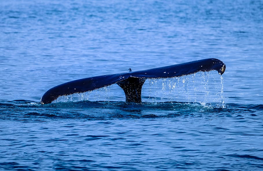 whale tail, animal, sea life, mammal, blue, swordfish, tuna, wedding HD wallpaper