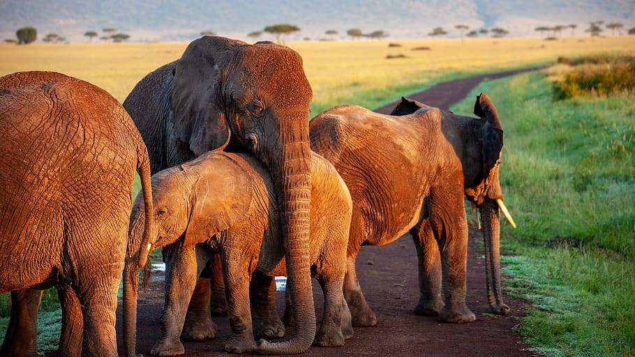 elephant, flock, mother, calf, africa, safari, animals, nature, HD wallpaper