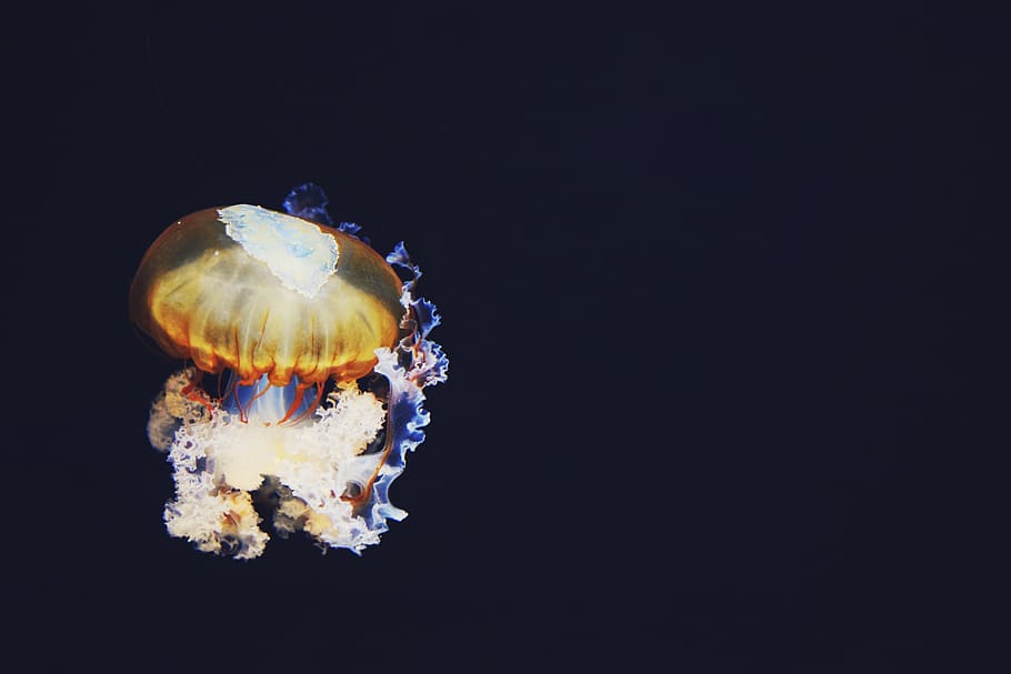 dark, colorful, light, jellyfish, aquatic, animal, sea, underwater HD wallpaper