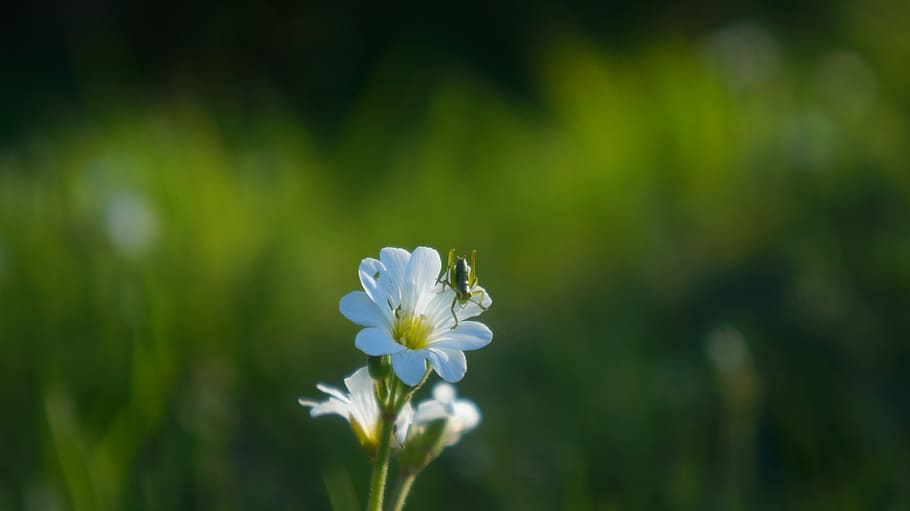 nature, plants, meadow, white, flowers, rogownica, spring, insect HD wallpaper