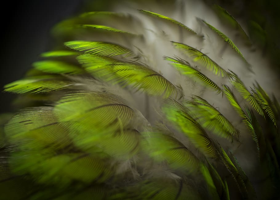 green plant, bird, feather, animal, animal themes, green color HD wallpaper