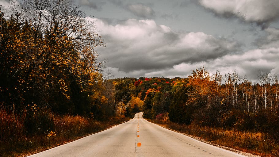 clear roadway between trees, autumn, plant, direction, the way forward HD wallpaper