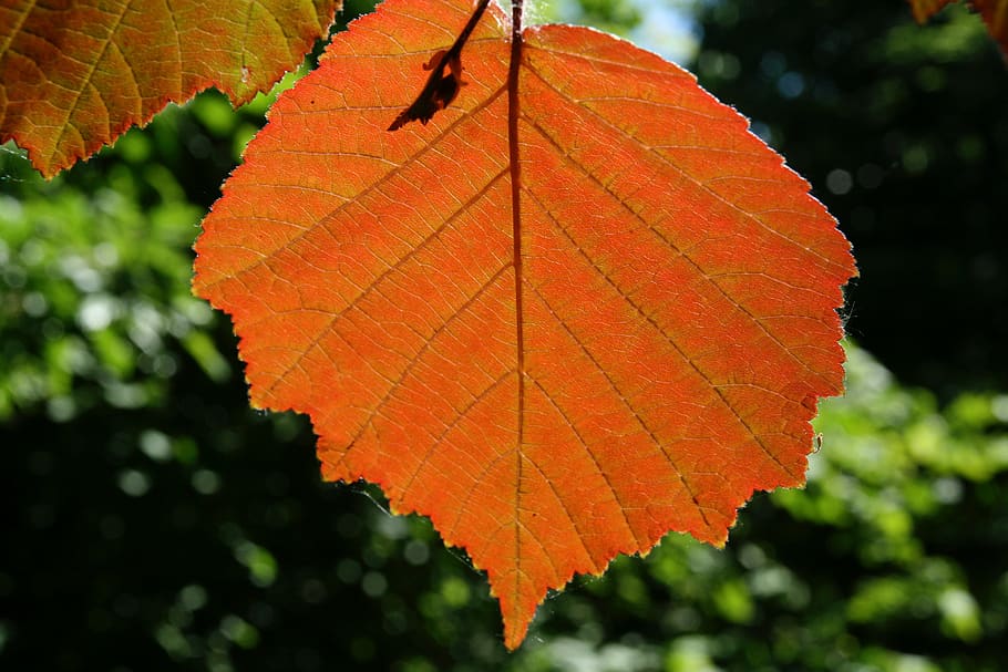 autumn, leaves, leaf, translucent, orange, fall foliage, fall color HD wallpaper