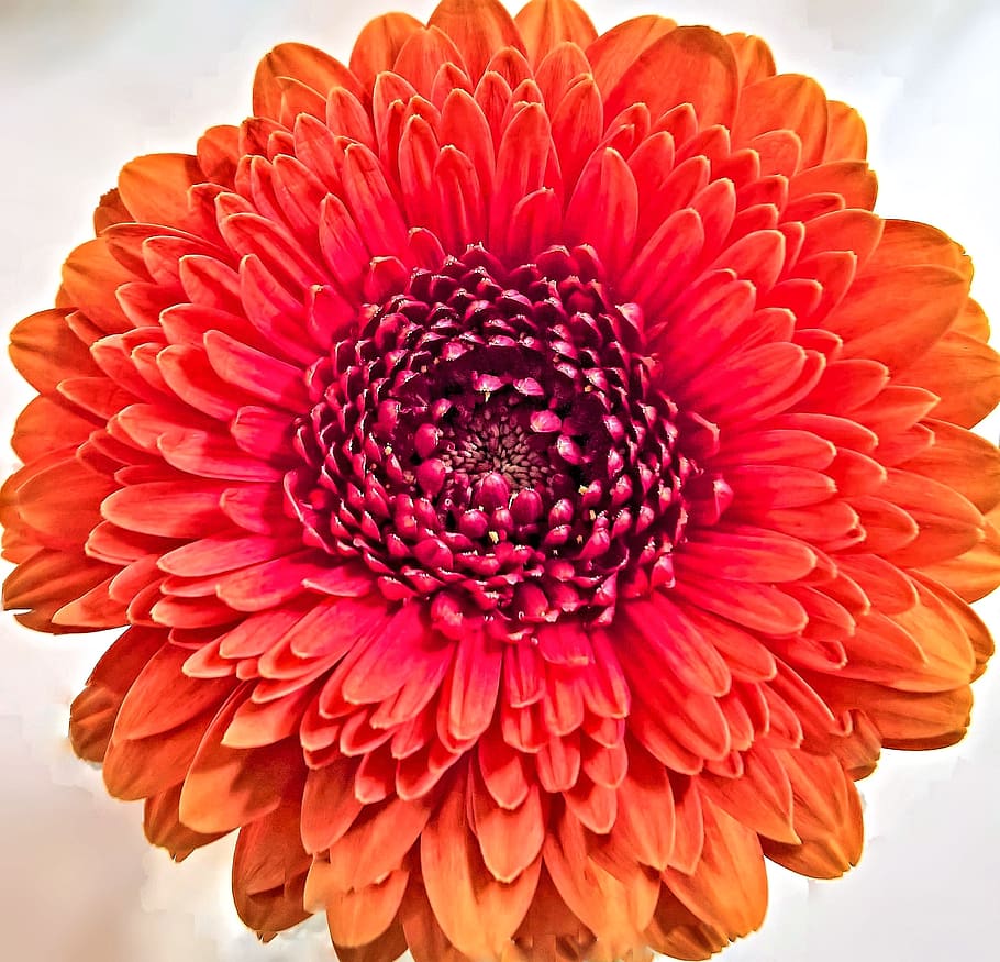 chrysanthemum, flower, single bloom, composites, aster-like HD wallpaper