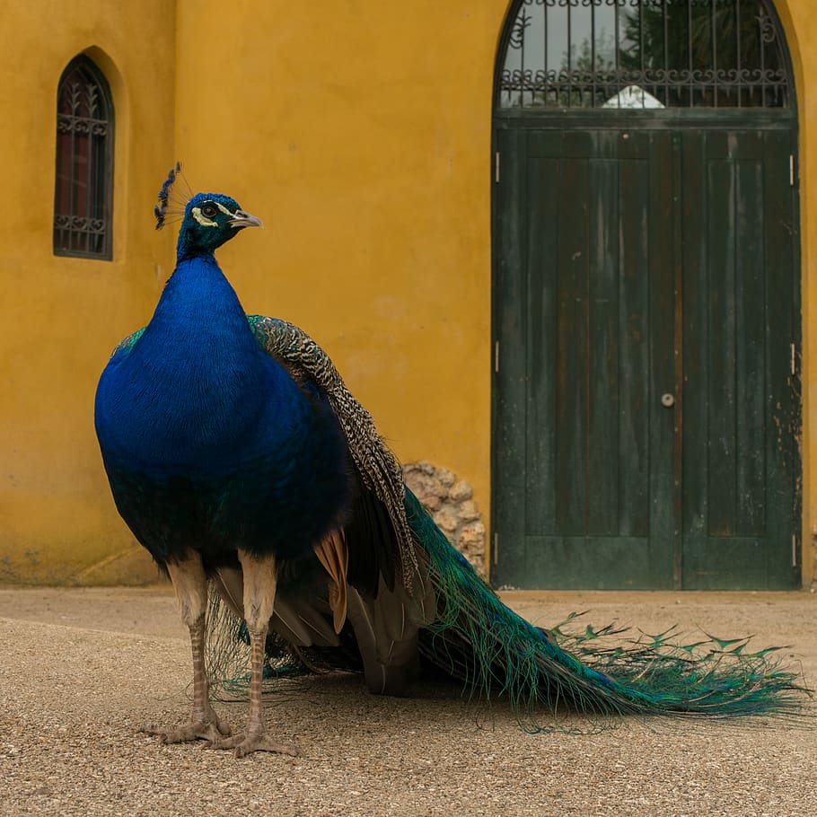 spain, peacock, building, bird, doors, blue, yellow, animal themes HD wallpaper