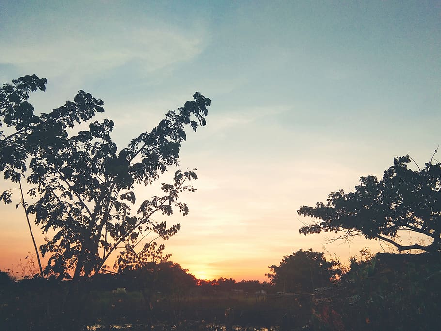wednesday, sunset, nature, tree, sky, plant, beauty in nature HD wallpaper