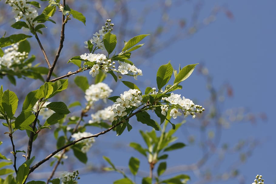 beautiful, blossom, bright, bunch, closeup, detail, flora, floral HD wallpaper