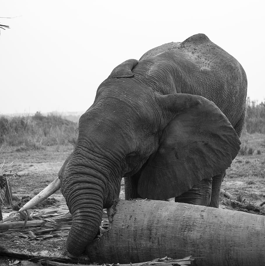 grayscale photo of a elephant, wildlife, animal, mammal, uganda, HD wallpaper