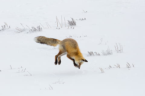 fox, red, jumping, hunter, hunting, wildlife, nature, snow HD wallpaper