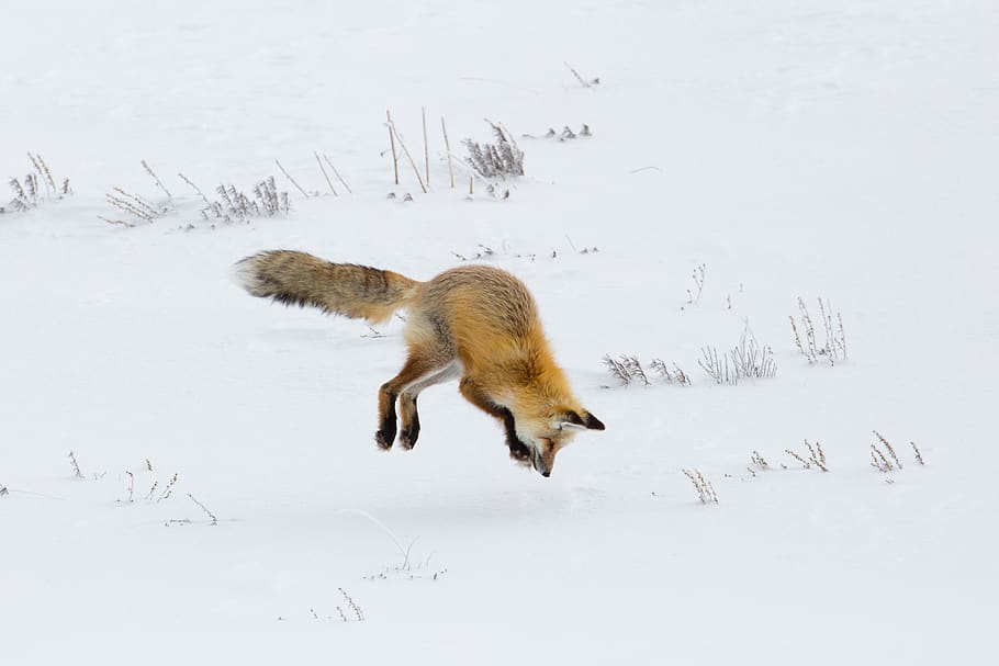fox, red, jumping, hunter, hunting, wildlife, nature, snow HD wallpaper
