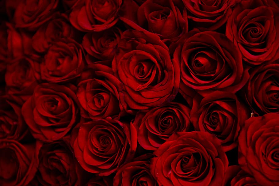 rose, roses, flowers, red, valentine, morning, rose petals, HD wallpaper