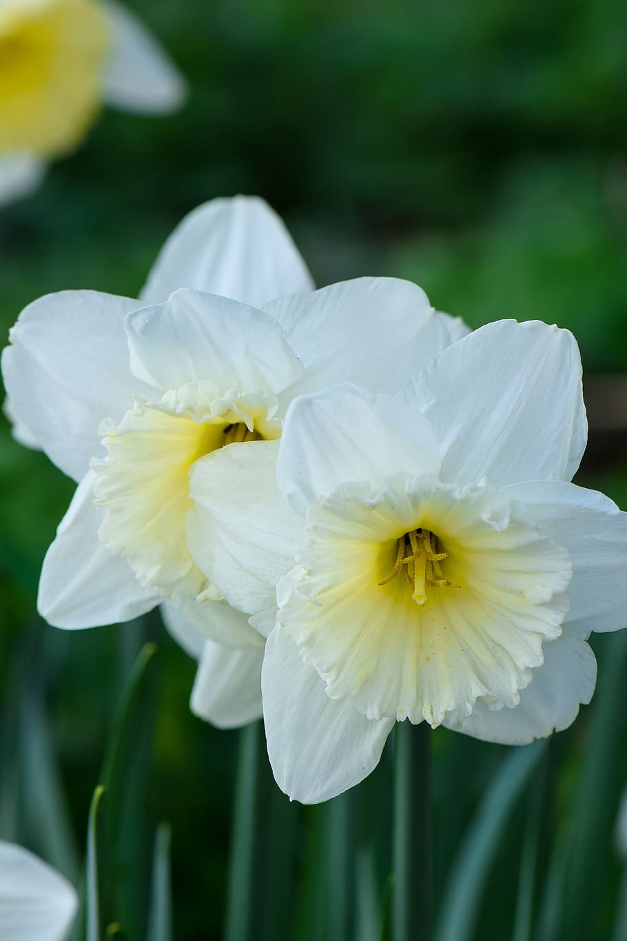 daffodils, flowers, nature, spring, garden, bloom, plant, blossom HD wallpaper