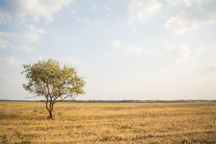 grass, fields, tree, rural, country, sky, landscape, environment HD wallpaper