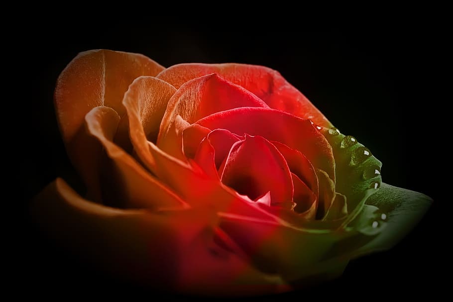 flower, con2011, nature, black background, studio shot, freshness HD wallpaper