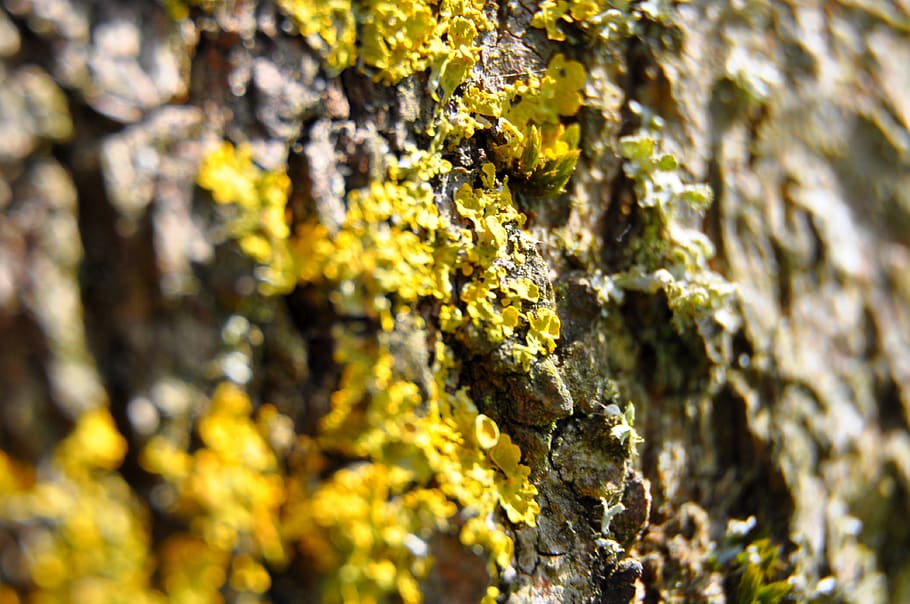 tree, bark, green, nature, log, plant, growth, lichen, trunk HD wallpaper