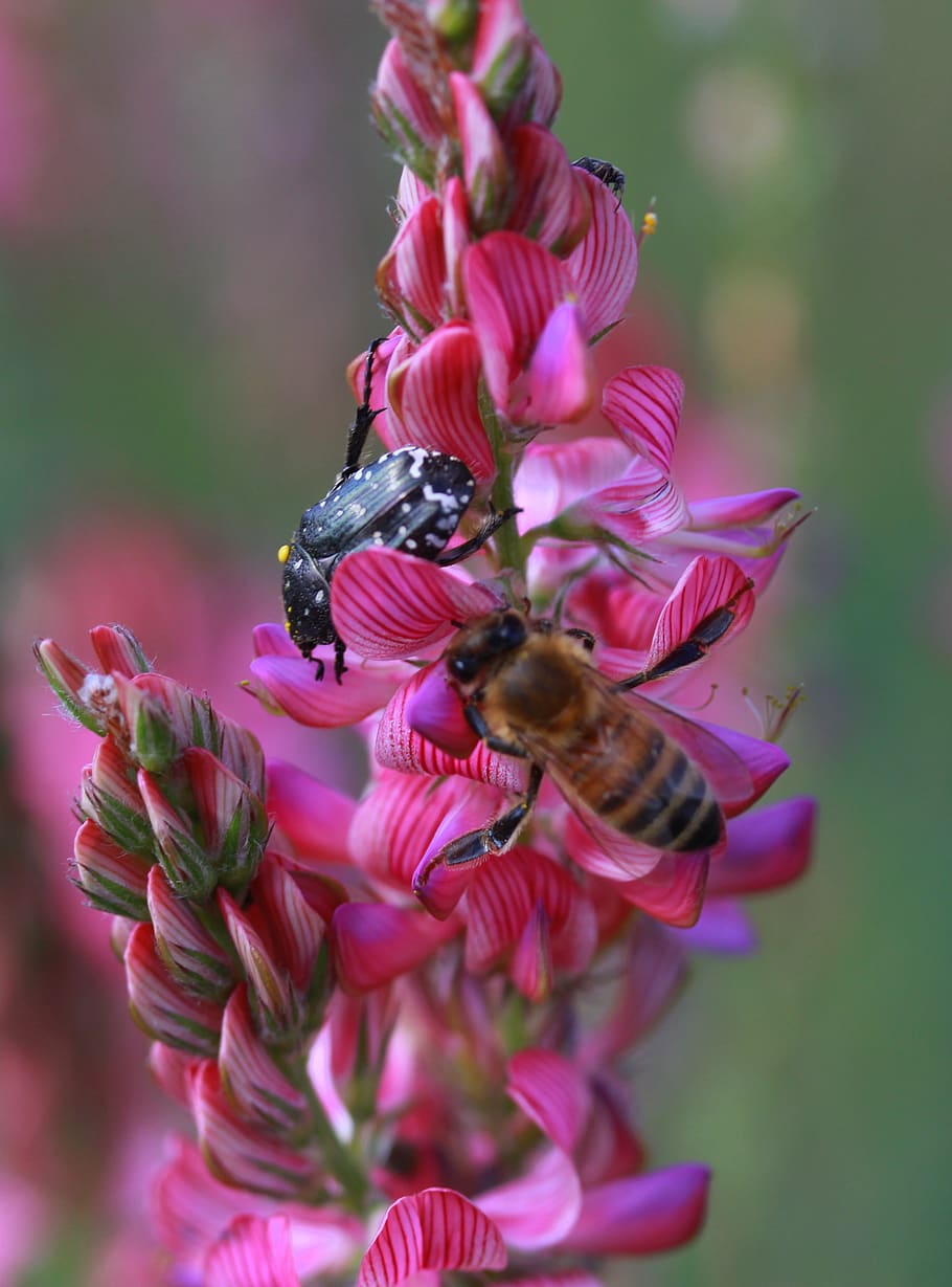 flower, pink, bee, wild, nature, plant, nice, flowering plant HD wallpaper