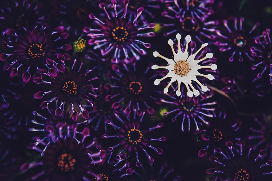 purple, plant, nature, blossom, flower, harmony, california, HD wallpaper