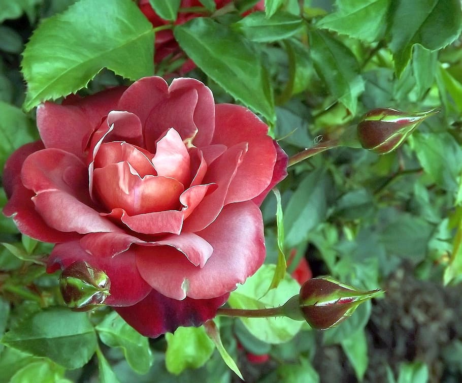flower, rose, nature, leaf, plant, garden, flowering plant HD wallpaper