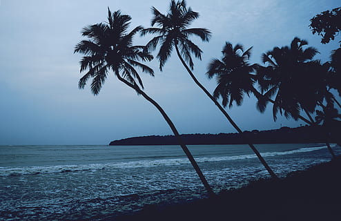 beach, goa, india, palm tree, trees, coast, beaches, waves HD wallpaper