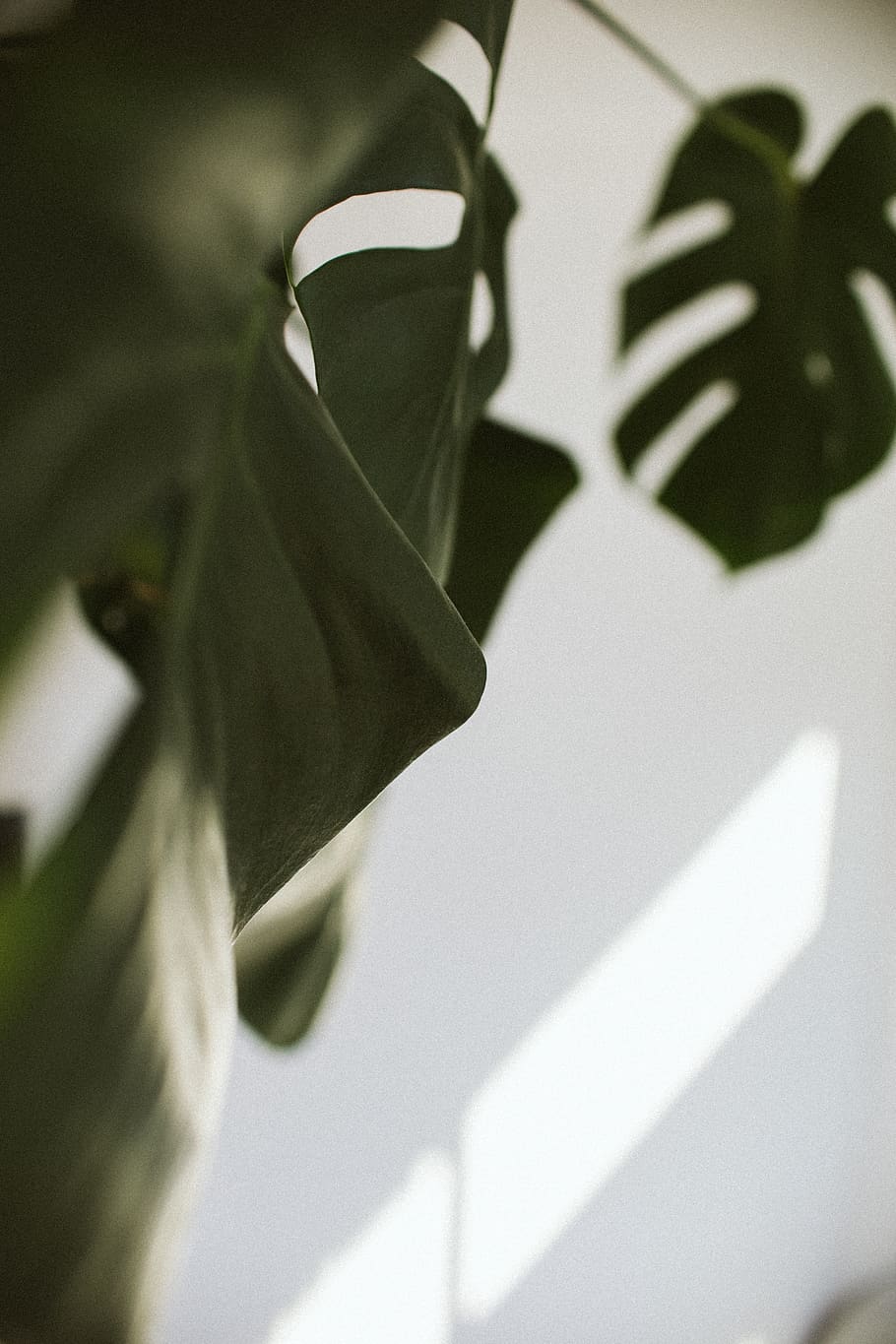 shadow, close-up, nature, day, sunlight, no people, plant, outdoors HD wallpaper