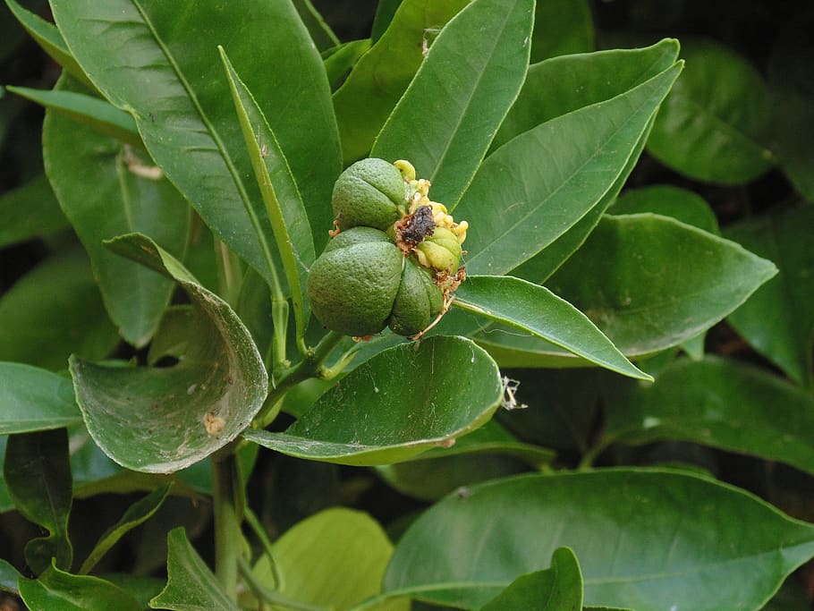 guava, tree, nature, fruit, exotic, natural, delicious, branch HD wallpaper