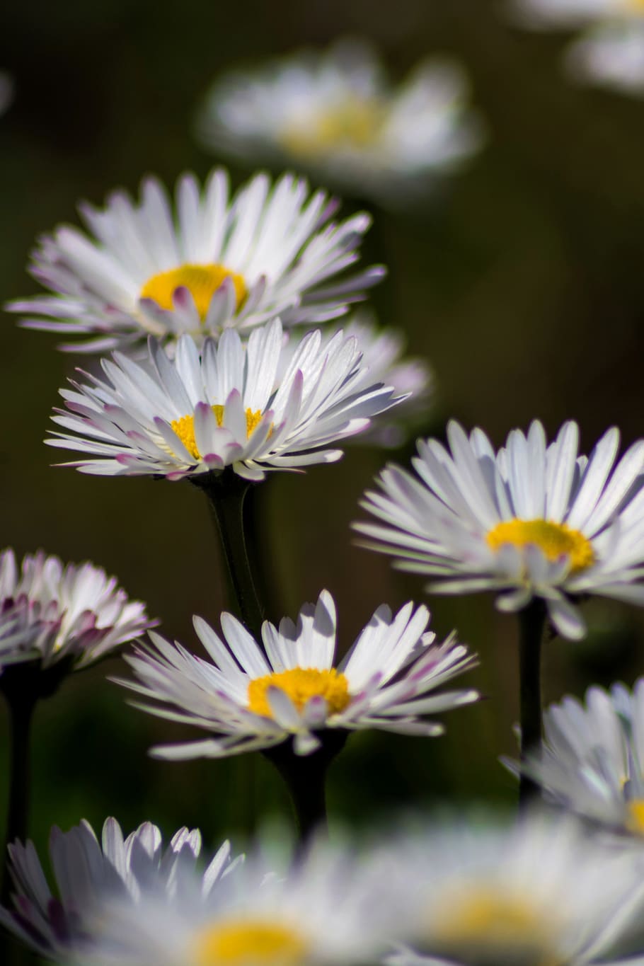 daisies, spring, nature, bloom, flora, beauty, close, colorful, HD wallpaper