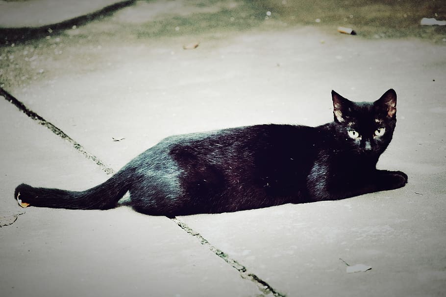 china, shanghai, black elf, mammal, domestic animals, pets HD wallpaper