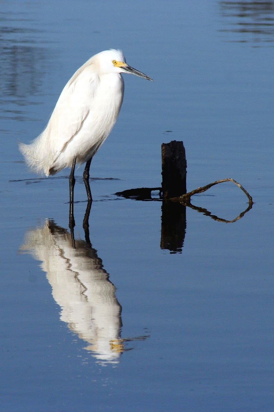 egret, snowy, white, bird, animal, wild, nature, river, lake HD wallpaper