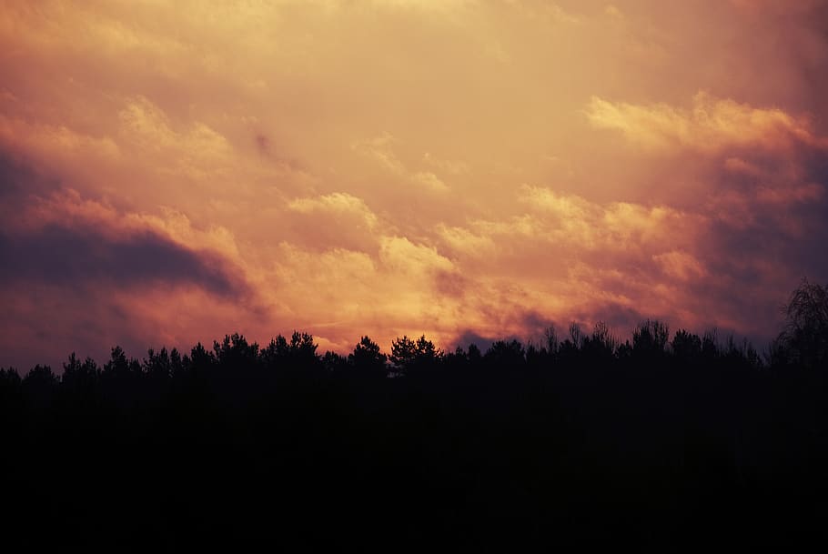 sunrise, sky, clouds, trees, silhouette, morning, nature, beauty in nature HD wallpaper