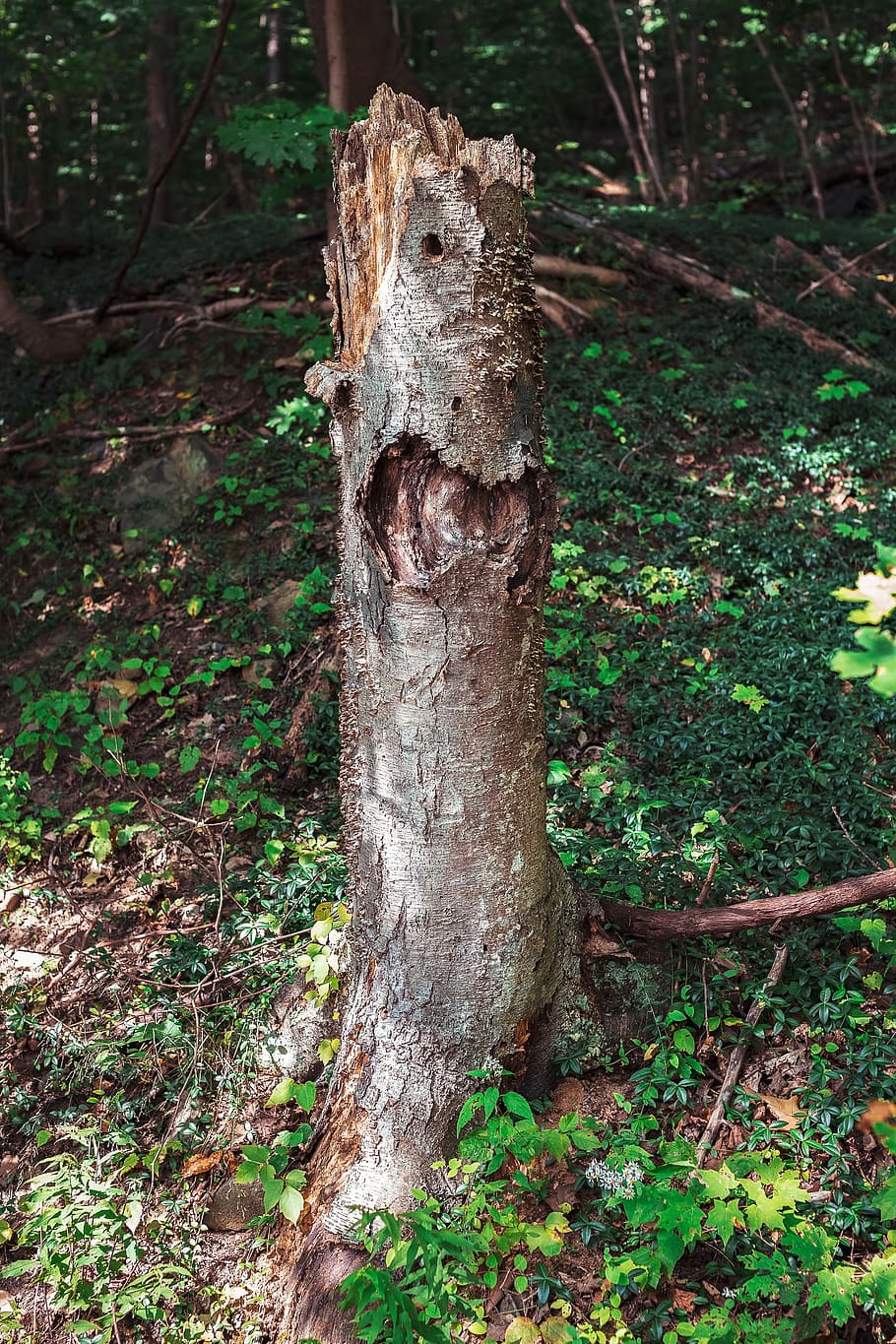 tree trunk, forest, woods, nature, trees, plant, land, growth HD wallpaper
