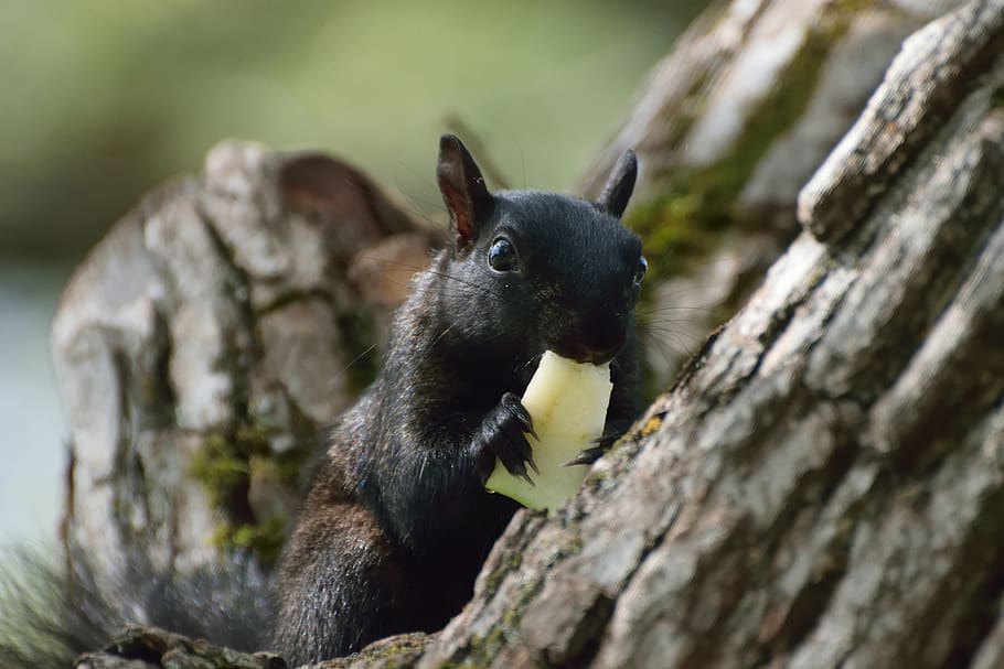 animal, squirrel, nature, outside, park, wild, animal themes HD wallpaper