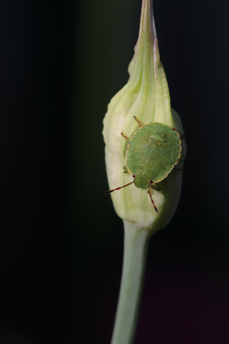 grüne, stink bug, insect, animal, onion blossom, close up HD wallpaper