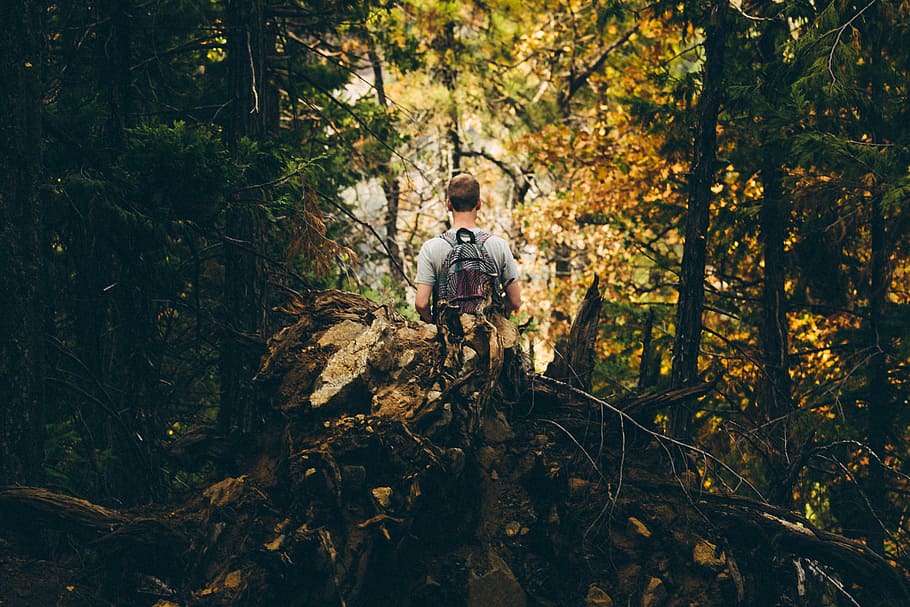 man with backpack in forest, male, tree, woodland, logs, walk HD wallpaper