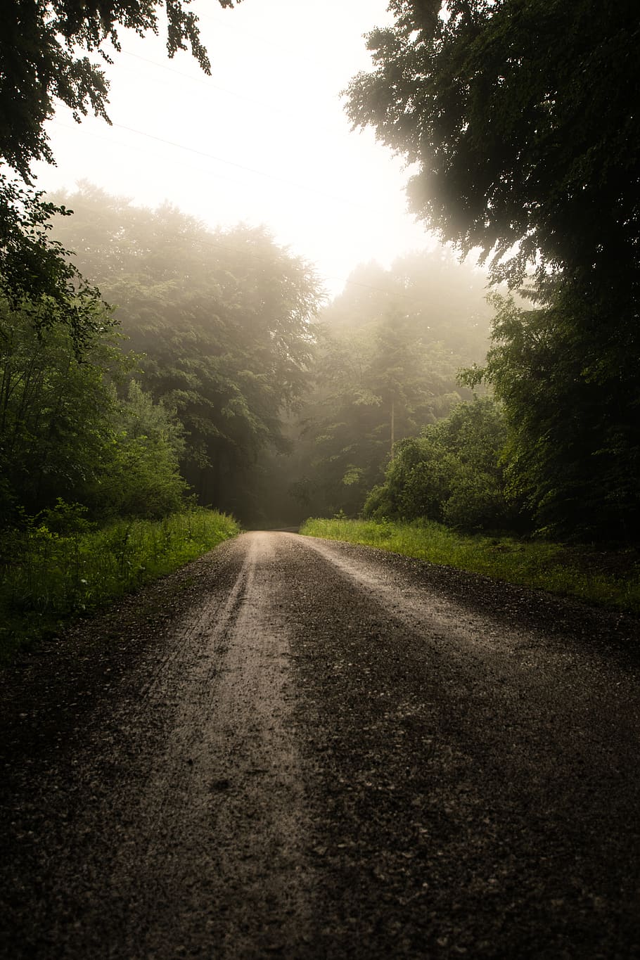 trees beside empty gray road during daytime, tarmac, asphalt HD wallpaper