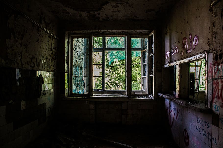 forgotten, tree, room, glass, window, abandoned, damaged, indoors HD wallpaper