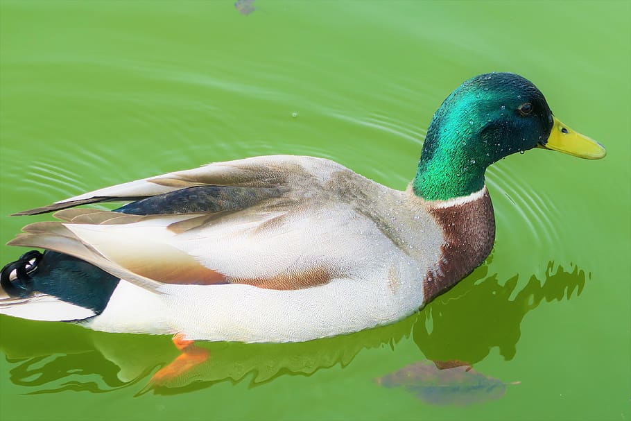 duck, bird, water, lake, green, animal, nature, animal themes HD wallpaper