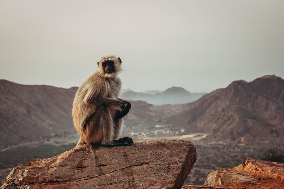 monkey on rock, one animal, mammal, mountain, animals in the wild HD wallpaper