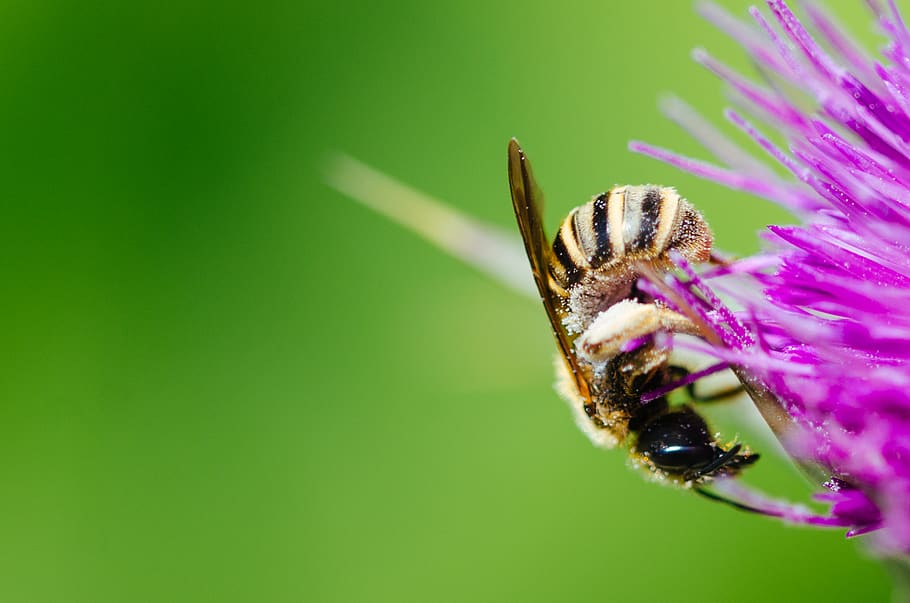 invertebrate, one animal, animal themes, animal wildlife, insect HD wallpaper