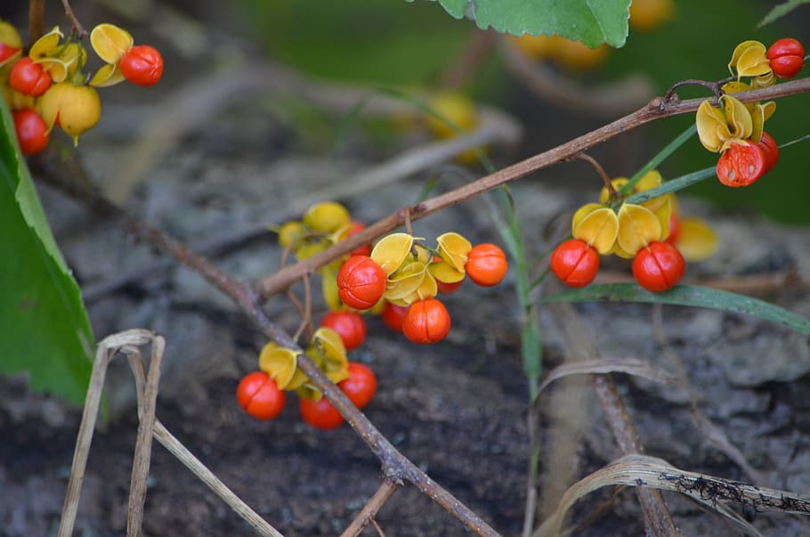 red, berries, nature, natural, woods, tree, brush, prairie HD wallpaper