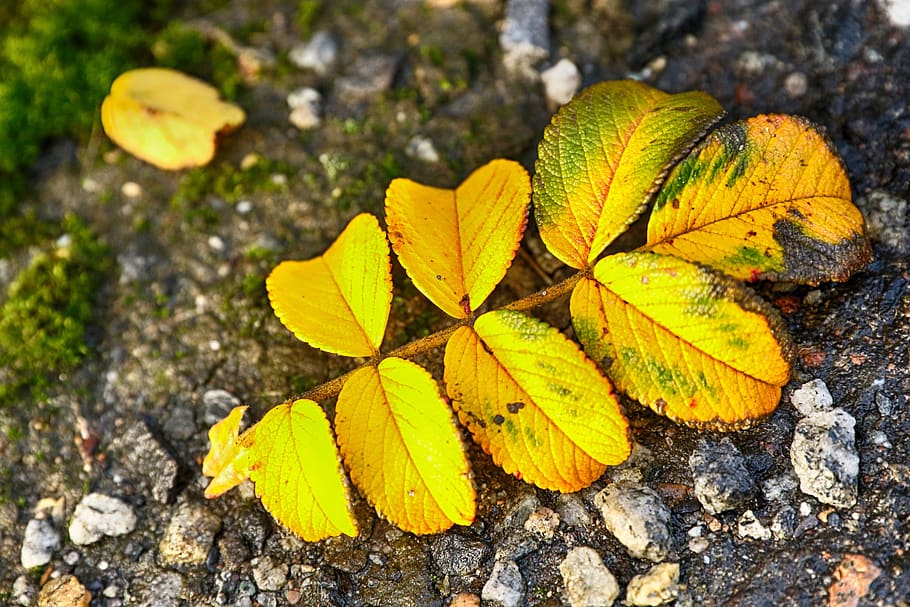 leaf, yellow, autumn, fall, ground, nature, plant part, close-up HD wallpaper