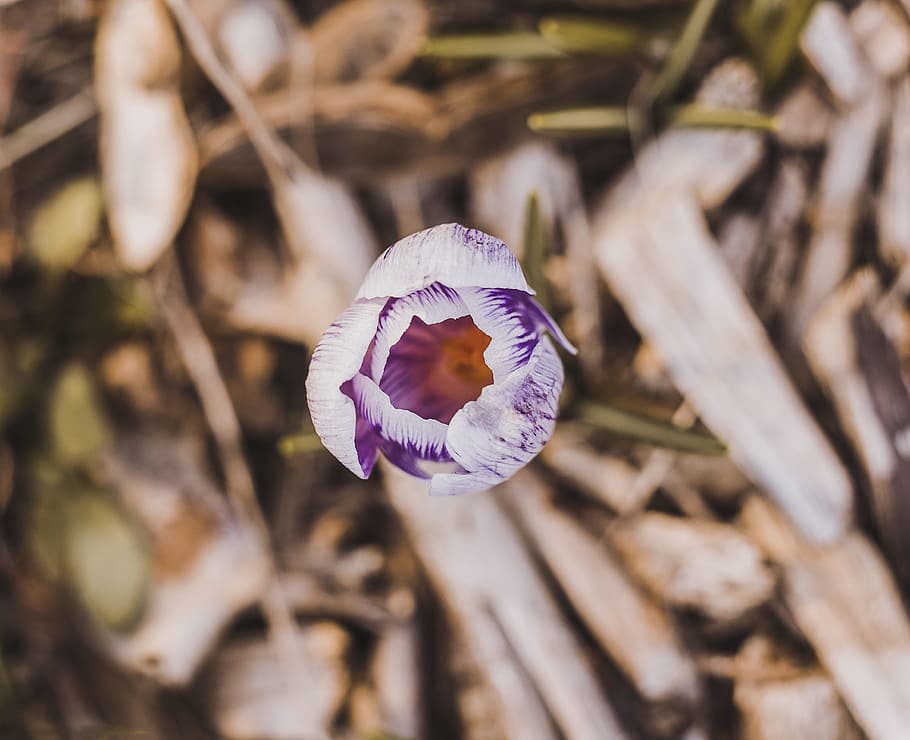 White and Purple Petaled Flower, bloom, blooming, blossom, blur HD wallpaper