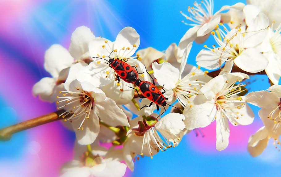 bugs, copulation, insects, flower, mirabelka, animals, nature HD wallpaper