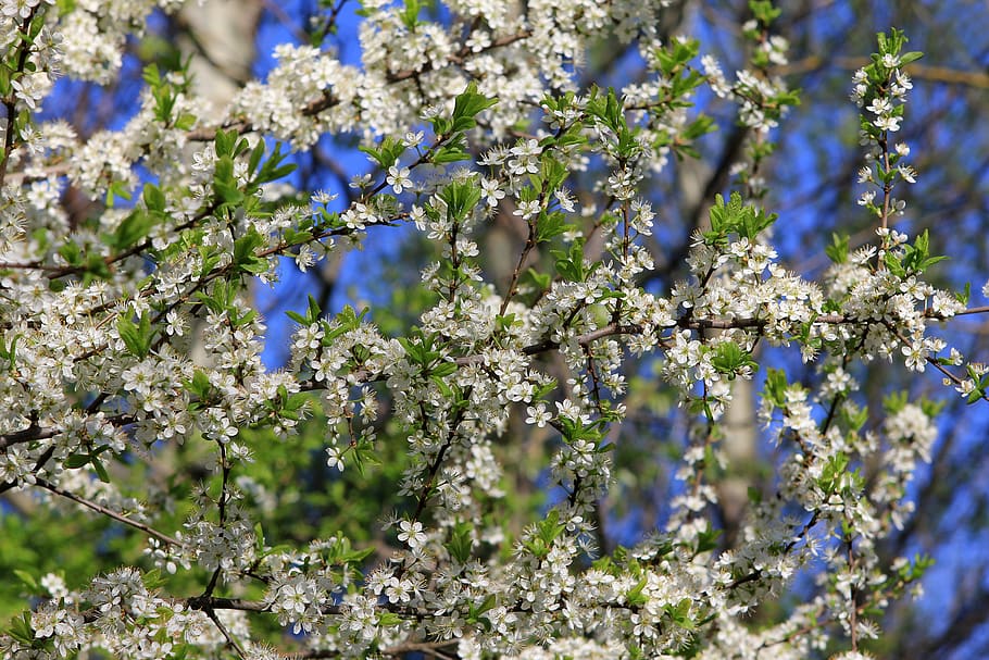 spring, bloom, tree, branch, white, nature, garden, cherry HD wallpaper