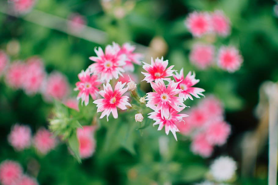 plant, flower, blossom, geranium, daisies, daisy, dahlia, asteraceae HD wallpaper