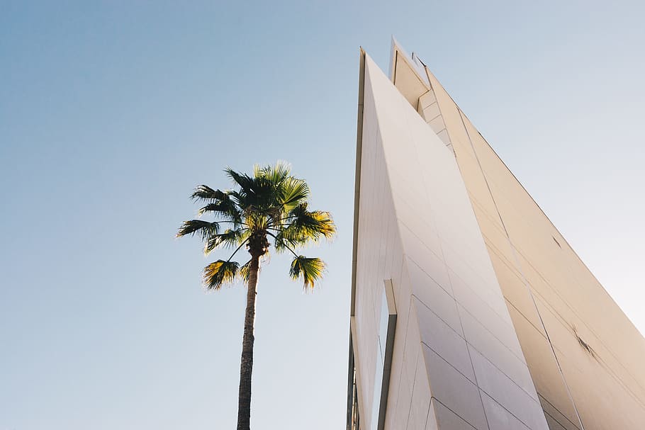 bottom view of tree and building, palm, sky, point, californium HD wallpaper