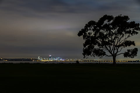 tree, nature, plant, outdoors, cloud, weather, park, perth city HD wallpaper