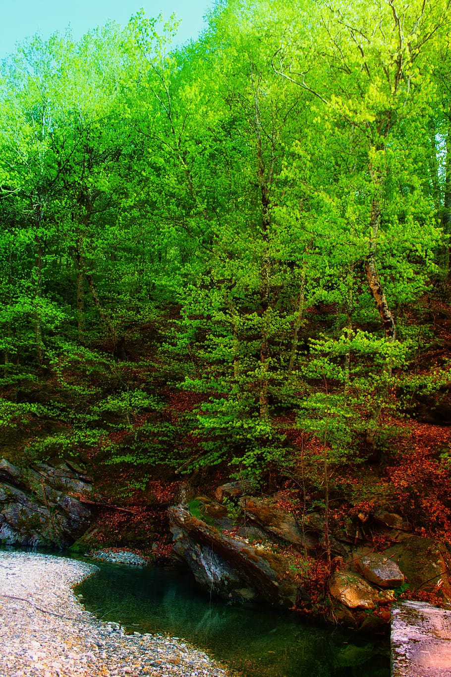 greece, varvara, nature, forest, trees, creek, plant, water HD wallpaper