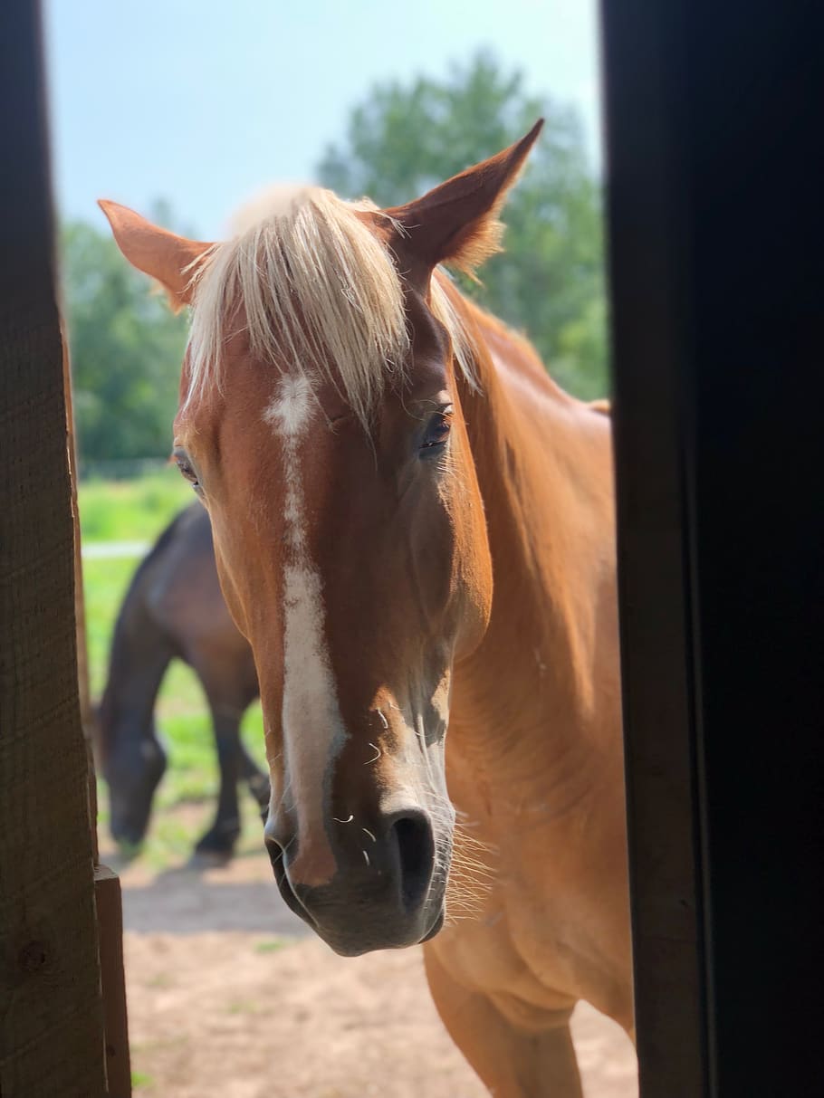 horse, equine, outside, barn, sorrel, chestnut, gelding, farm HD wallpaper