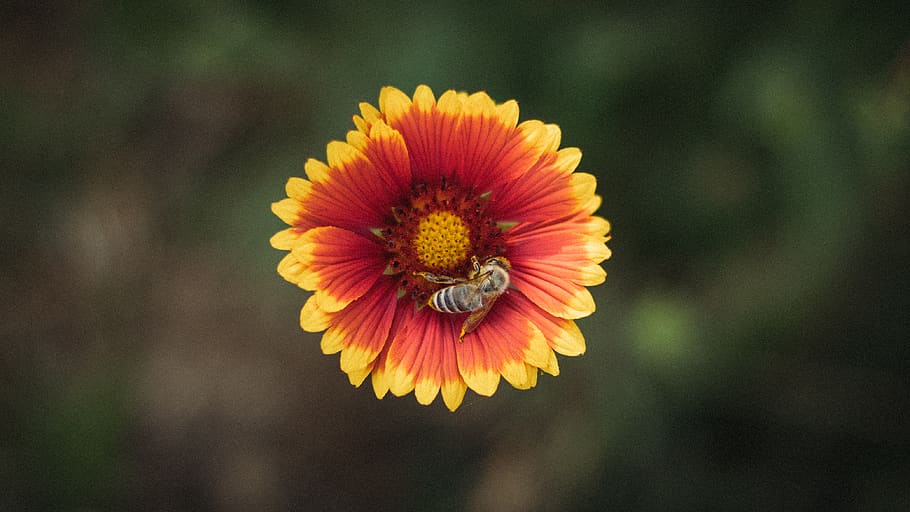 flower, bee, flowering plant, flower head, fragility, petal HD wallpaper