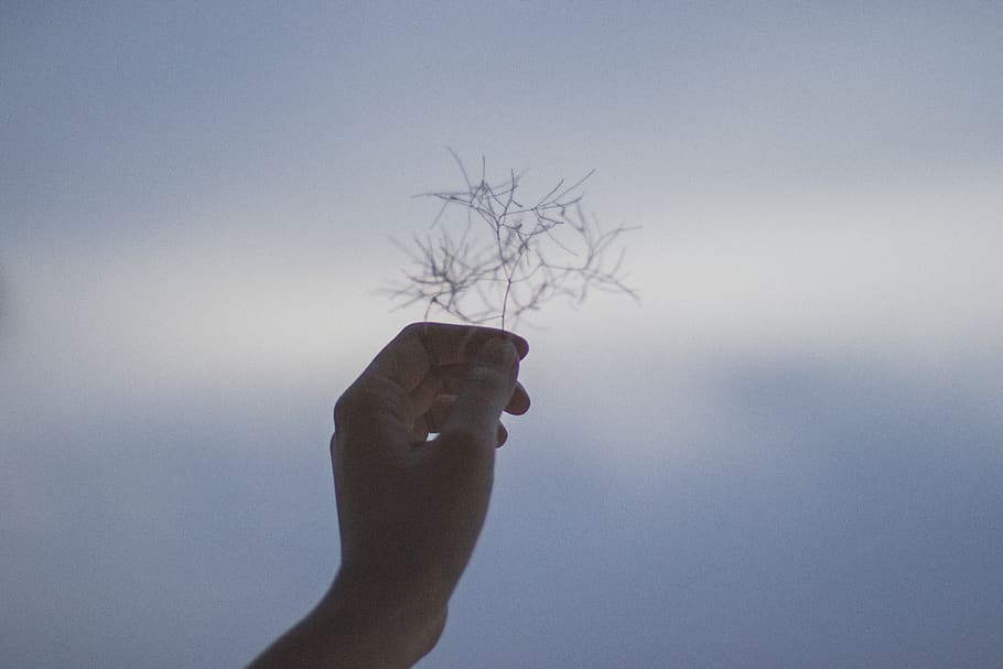 person holding flower, nature, human, weather, outdoors, hand HD wallpaper